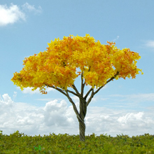 model trees